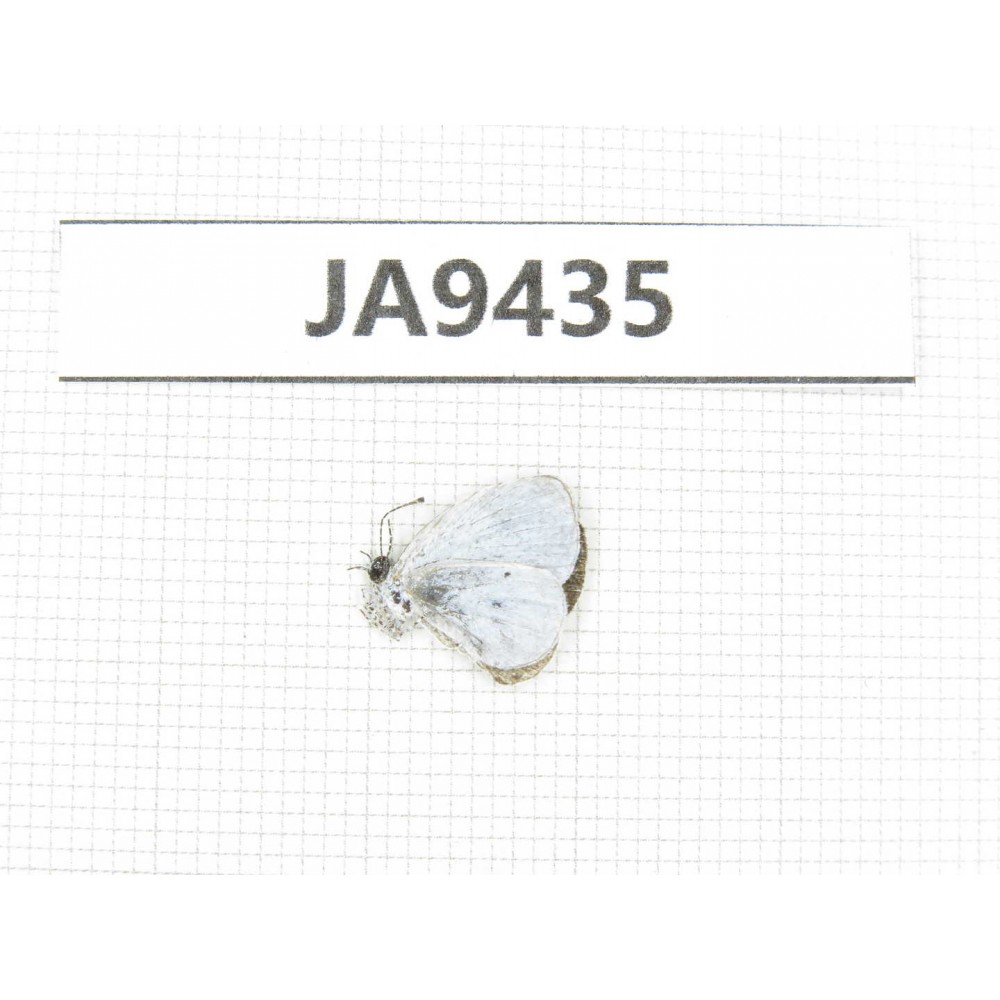 Neopithecops zalmora. China, Guangxi, Baise area, Pingguo county. 1M. JA9435.