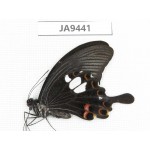 Papilio helenus ssp. China, Guangxi, Baise area, Pingguo county. 1M. JA9441.