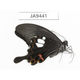 Papilio helenus ssp. China, Guangxi, Baise area, Pingguo county. 1M. JA9441.