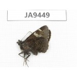Lobocla bifasciata. China, Yunnan, Xiangerila, Mt.Baimaxueshan. 1M. JA9449.
