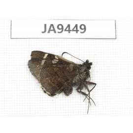 Lobocla bifasciata. China, Yunnan, Xiangerila, Mt.Baimaxueshan. 1M. JA9449.