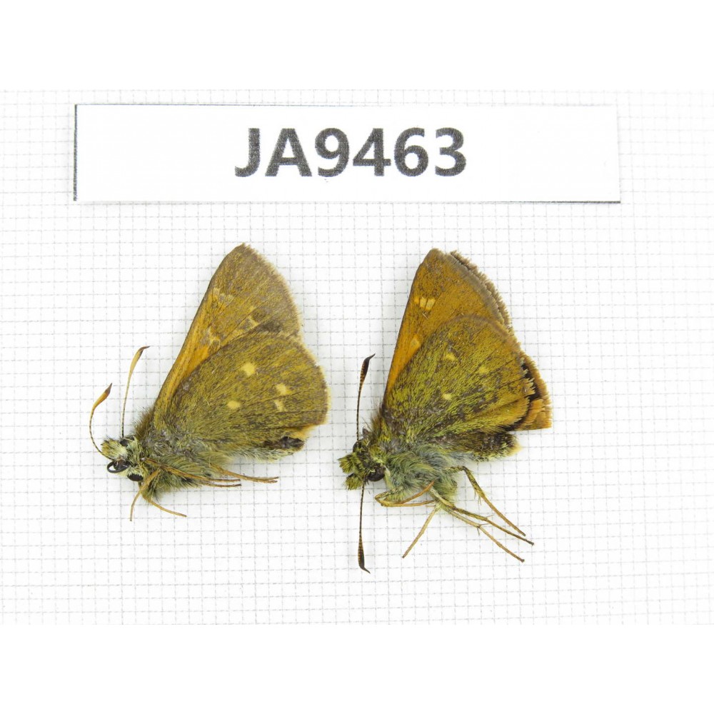 Thoressa sp. China, Yunnan, Xiangerila, Mt.Xiaoxueshan. 2M. JA9463.