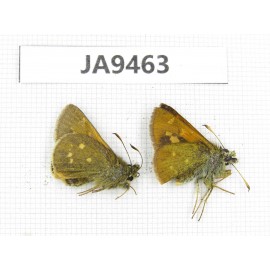 Thoressa sp. China, Yunnan, Xiangerila, Mt.Xiaoxueshan. 2M. JA9463.