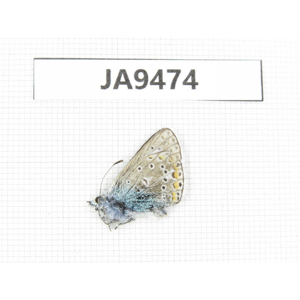 Polyommatus eros. China, Qinghai, Qilian county, Mt.Niuxinshan. 1M. JA9474.