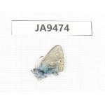 Polyommatus eros. China, Qinghai, Qilian county, Mt.Niuxinshan. 1M. JA9474.