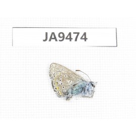 Polyommatus eros. China, Qinghai, Qilian county, Mt.Niuxinshan. 1M. JA9474.