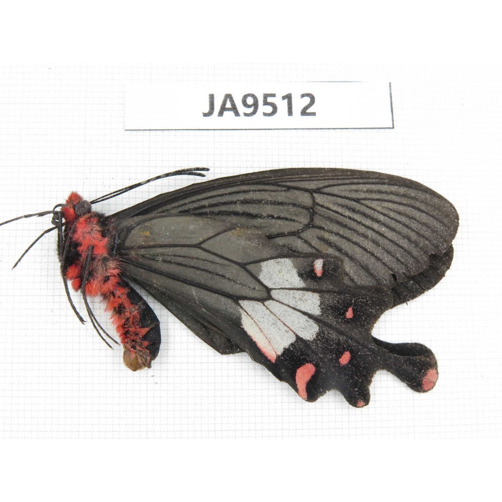 Byasa latreillei ssp. China, Yunnan, Nujiang, N of Mt.Biluoxueshan. 1M. JA9512.