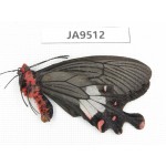Byasa latreillei ssp. China, Yunnan, Nujiang, N of Mt.Biluoxueshan. 1M. JA9512.