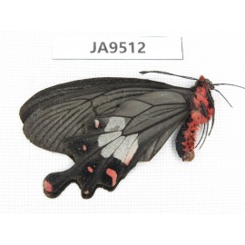 Byasa latreillei ssp. China, Yunnan, Nujiang, N of Mt.Biluoxueshan. 1M. JA9512.