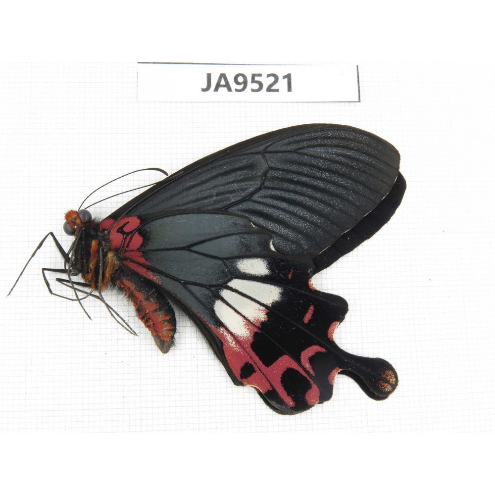 Papilio boots ssp. China, Yunnan, Nujiang valley, Fugong county (Myanmar border).1M. JA9521.