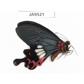 Papilio boots ssp. China, Yunnan, Nujiang valley, Fugong county (Myanmar border).1M. JA9521.