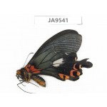 Papilio boots ssp. China, Yunnan, Lijiang, C of Mt.Yunling. 1M. JA9541.