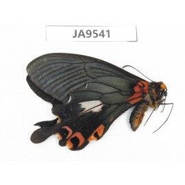 Papilio boots ssp. China, Yunnan, Lijiang, C of Mt.Yunling. 1M. JA9541.