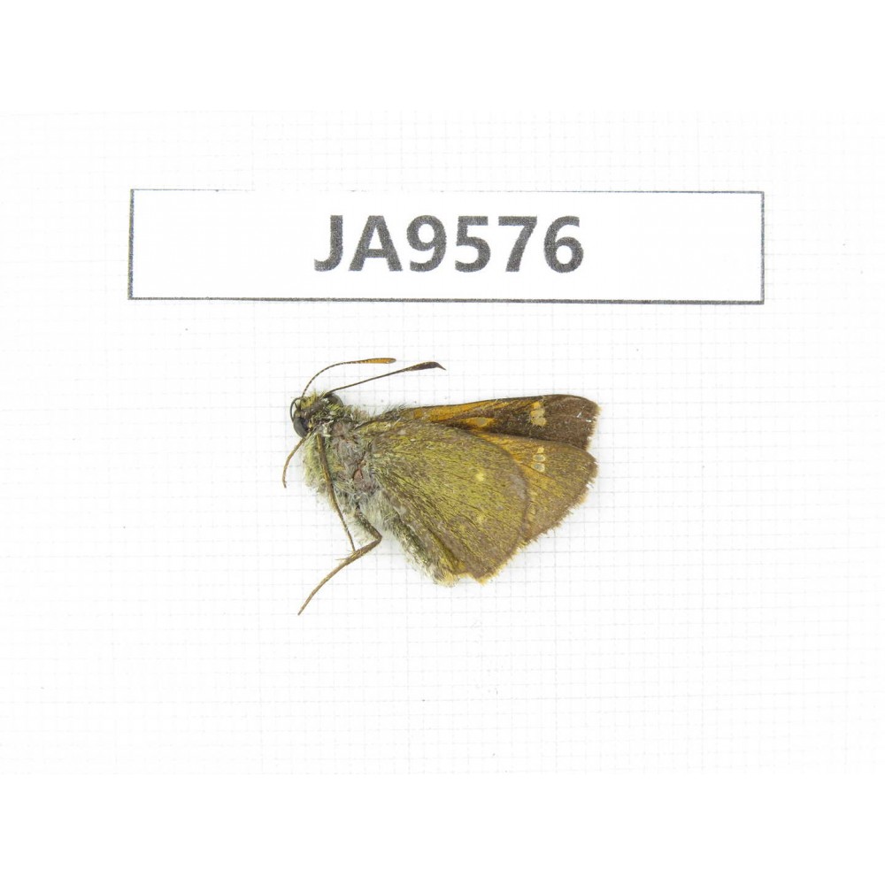 Thoressa latris. China, Yunnan, Dali, N of Mt.Cangshan. 1M. JA9576.