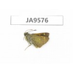 Thoressa latris. China, Yunnan, Dali, N of Mt.Cangshan. 1M. JA9576.