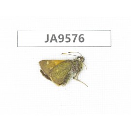 Thoressa latris. China, Yunnan, Dali, N of Mt.Cangshan. 1M. JA9576.