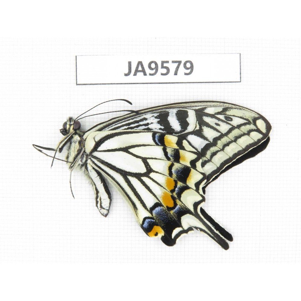 Papilio xuthus ssp. China, Yunnan, Dali, N of Mt.Cangshan. 1M. JA9579.