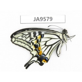 Papilio xuthus ssp. China, Yunnan, Dali, N of Mt.Cangshan. 1M. JA9579.