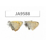 Lycaena phlaeas. China, Tibet, Linzhi, Milin county. 2M. JA9588.