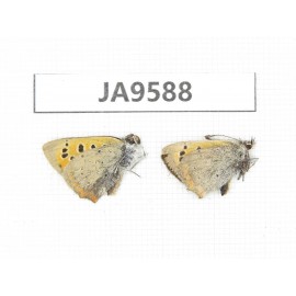 Lycaena phlaeas. China, Tibet, Linzhi, Milin county. 2M. JA9588.