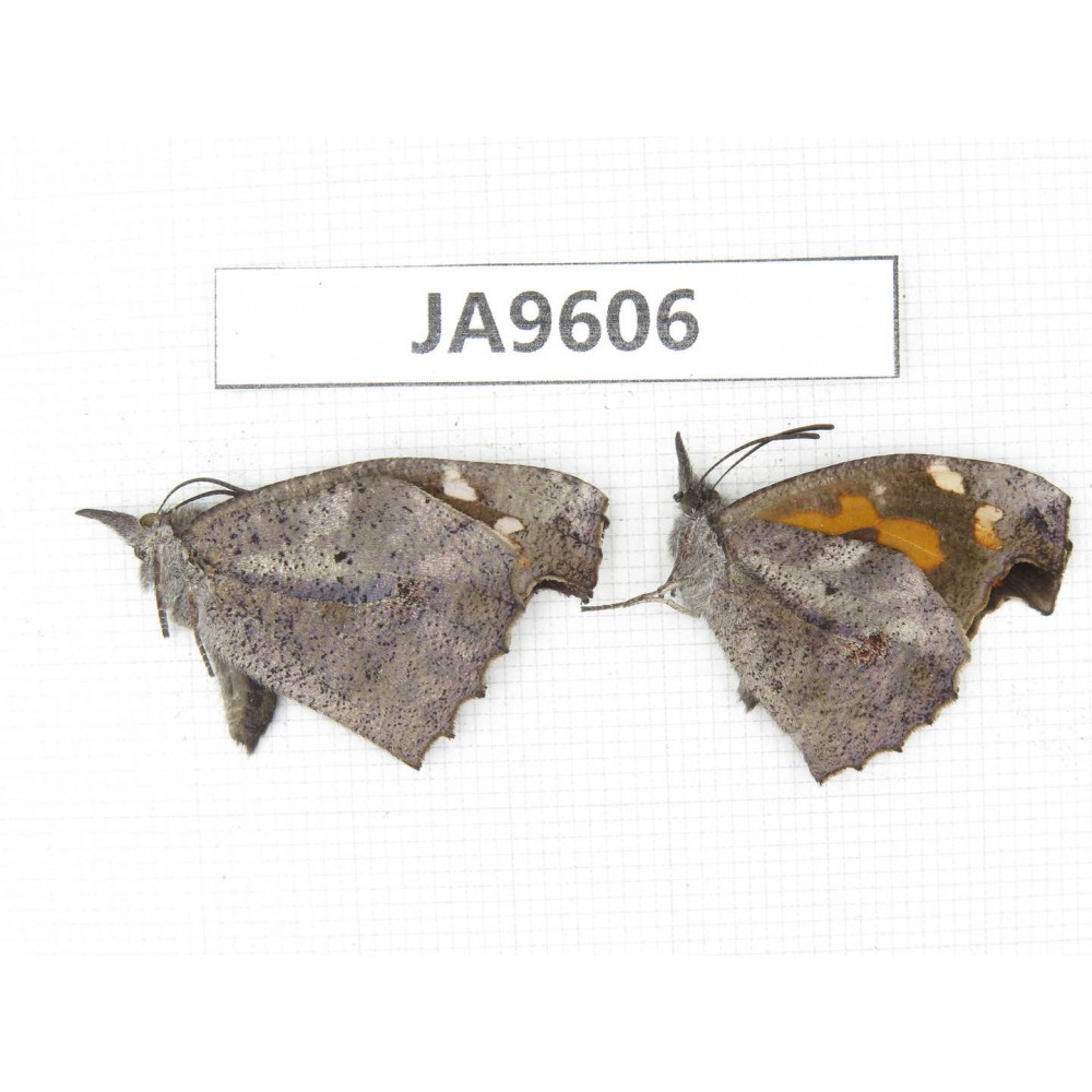 Libythea lepita. China, Sichuan, Ganzi, Xiangcheng county. 2M. JA9606.