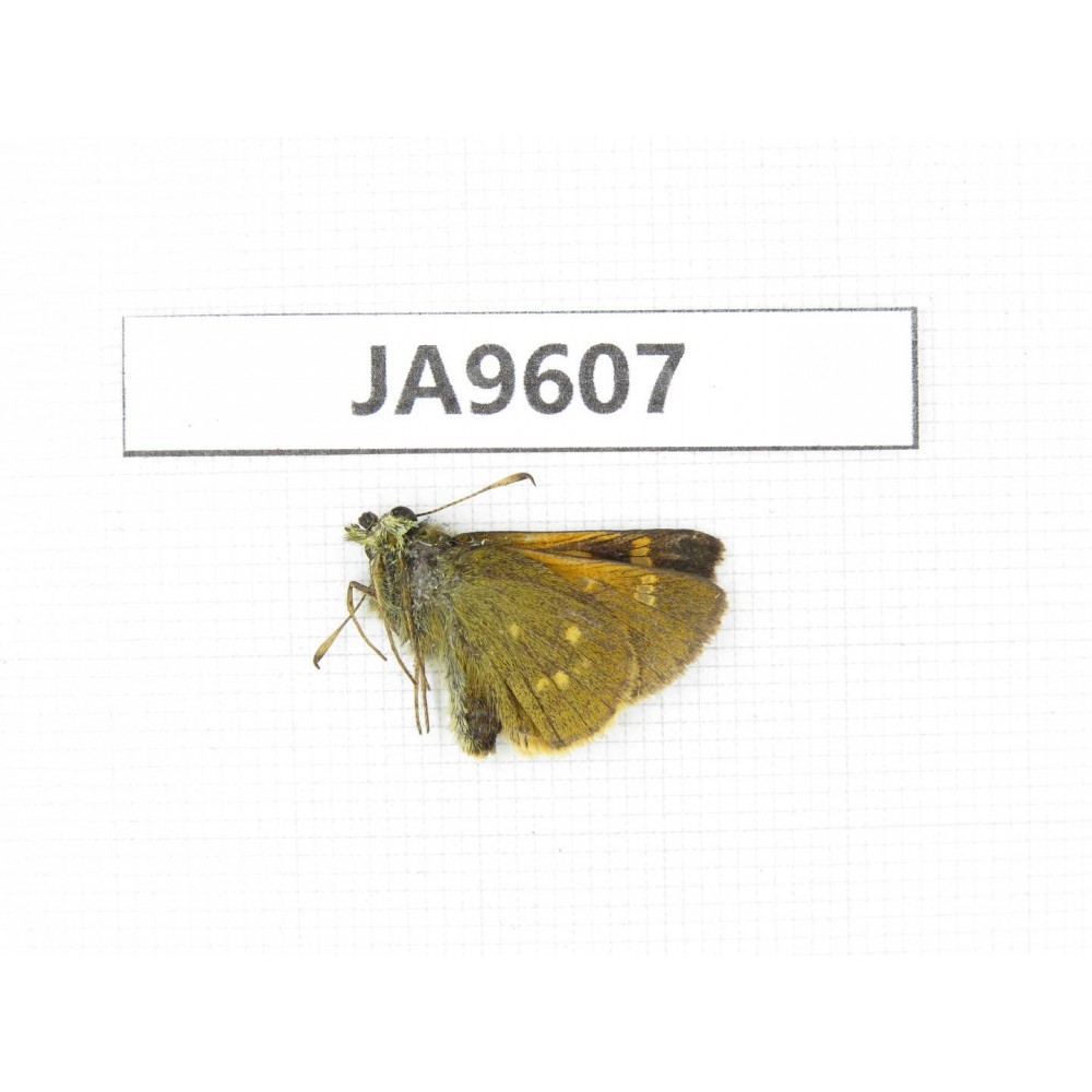 Thoressa latris. China, Sichuan, Ganzi, Xiangcheng county.1M. JA9607.
