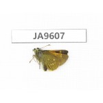 Thoressa latris. China, Sichuan, Ganzi, Xiangcheng county.1M. JA9607.