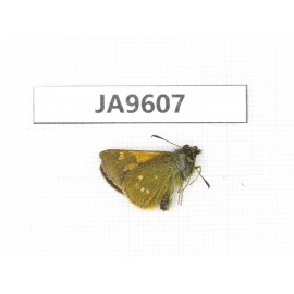 Thoressa latris. China, Sichuan, Ganzi, Xiangcheng county.1M. JA9607.