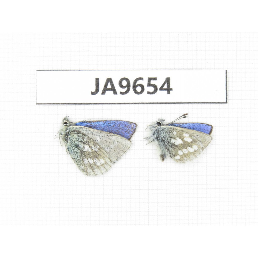 Albulina orbitula. China, Qinghai, Haixi, E of Delingha. 2M. JA9654.