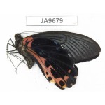Papilio alcmenor ssp. China, S of Gansu, Wenxian county. 1M. JA9679.