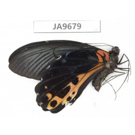 Papilio alcmenor ssp. China, S of Gansu, Wenxian county. 1M. JA9679.