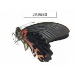 Papilio alcmenor ssp. China, S of Gansu, Wenxian county. 1M. JA9680.
