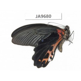 Papilio alcmenor ssp. China, S of Gansu, Wenxian county. 1M. JA9680.