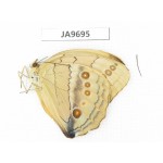 Stichophthalma suffusa. China, S of Gansu, Wenxian county. 1M. JA9695.