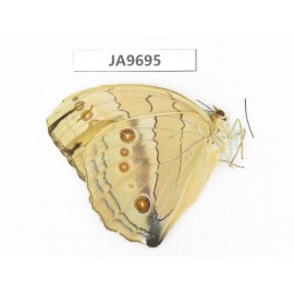 Stichophthalma suffusa. China, S of Gansu, Wenxian county. 1M. JA9695.