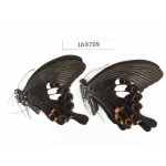 Papilio helenus ssp. China, Guangxi, Guilin. 2M. JA9709.