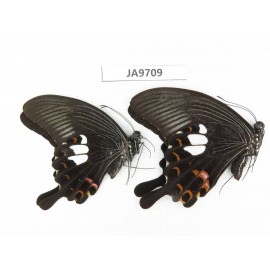 Papilio helenus ssp. China, Guangxi, Guilin. 2M. JA9709.