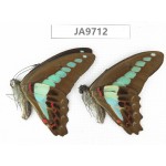 Graphium sarpedon ssp. China,  Guangxi, Guilin. 2M. JA9712.