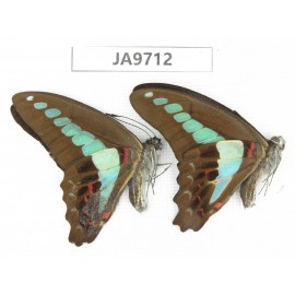 Graphium sarpedon ssp. China,  Guangxi, Guilin. 2M. JA9712.