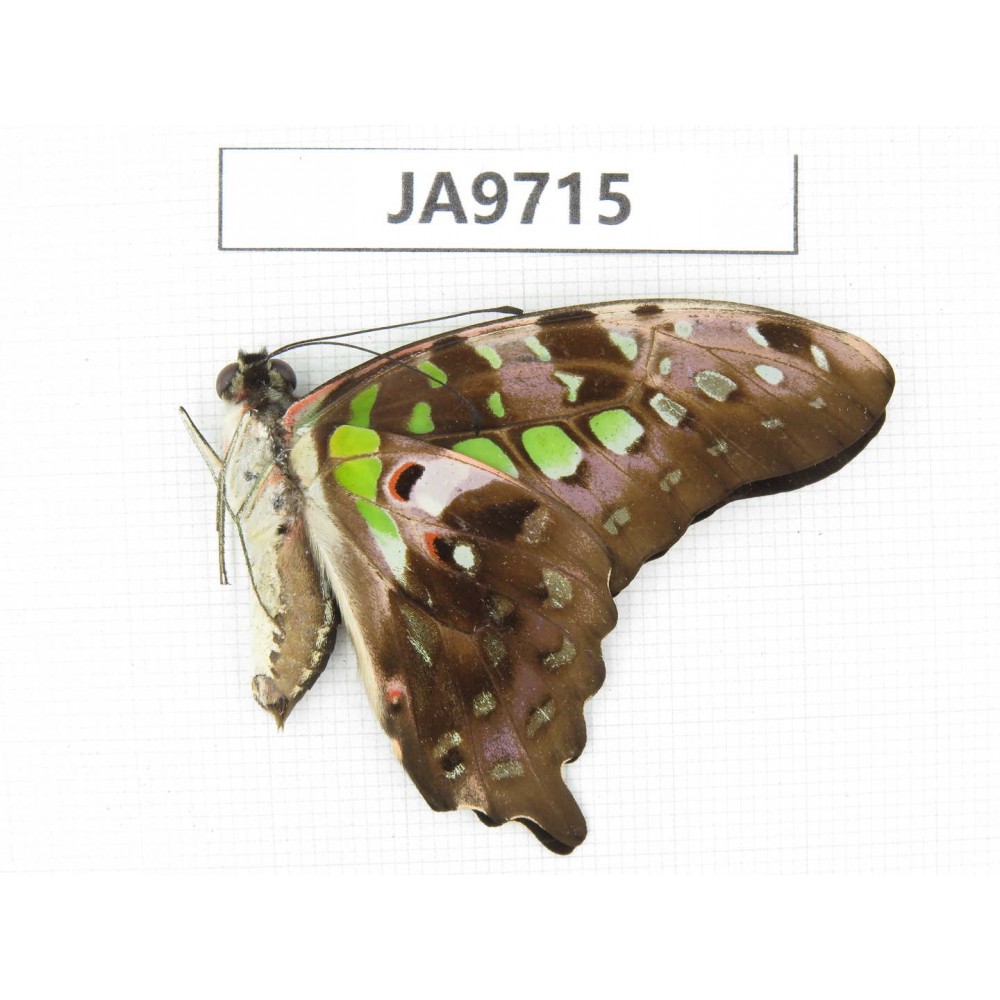 Graphium agamemnon ssp. China,  Guangxi, Guilin. 1M. JA9715.