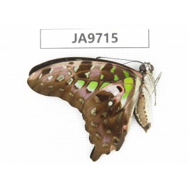 Graphium agamemnon ssp. China,  Guangxi, Guilin. 1M. JA9715.