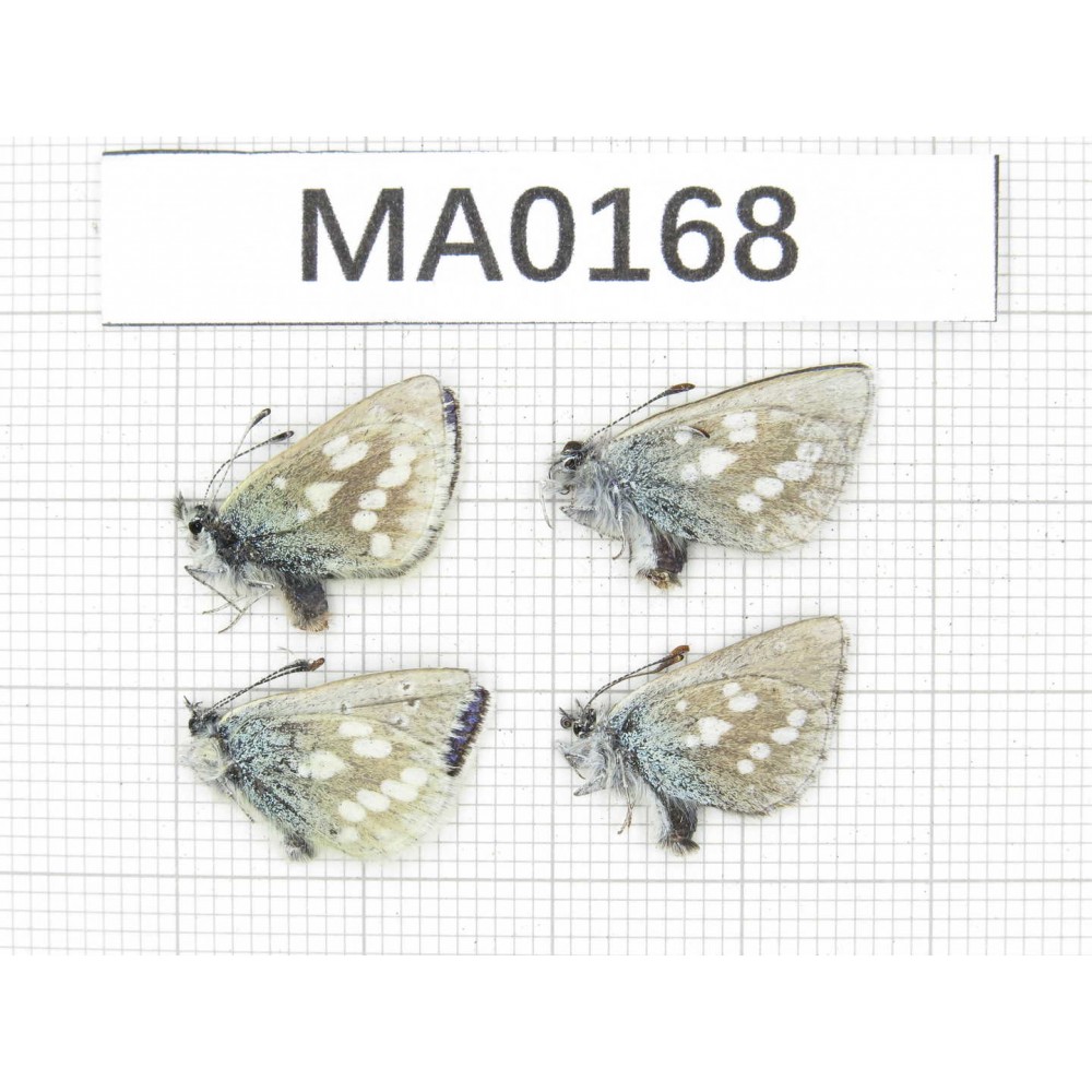 Albulina orbitula. China, Qinghai, Qilian county, Mt, Niuxinshan. 4M. MA0168.