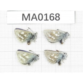 Albulina orbitula. China, Qinghai, Qilian county, Mt, Niuxinshan. 4M. MA0168.