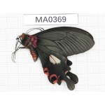 Papilio boots ssp. China, W of Yunnan, Dali, Yangbi. 1M. MA0369.
