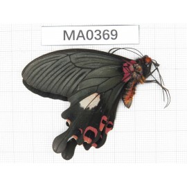Papilio boots ssp. China, W of Yunnan, Dali, Yangbi. 1M. MA0369.
