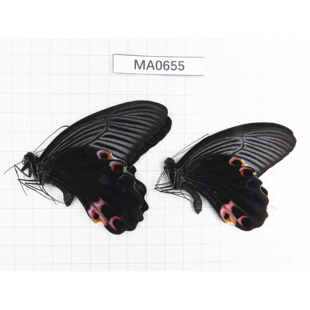 Papilio protenor ssp. China, W of Yunnan, N of Nujiang valley, Mt.Biluoxueshan. 2M. MA0655.