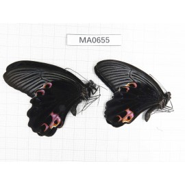 Papilio protenor ssp. China, W of Yunnan, N of Nujiang valley, Mt.Biluoxueshan. 2M. MA0655.