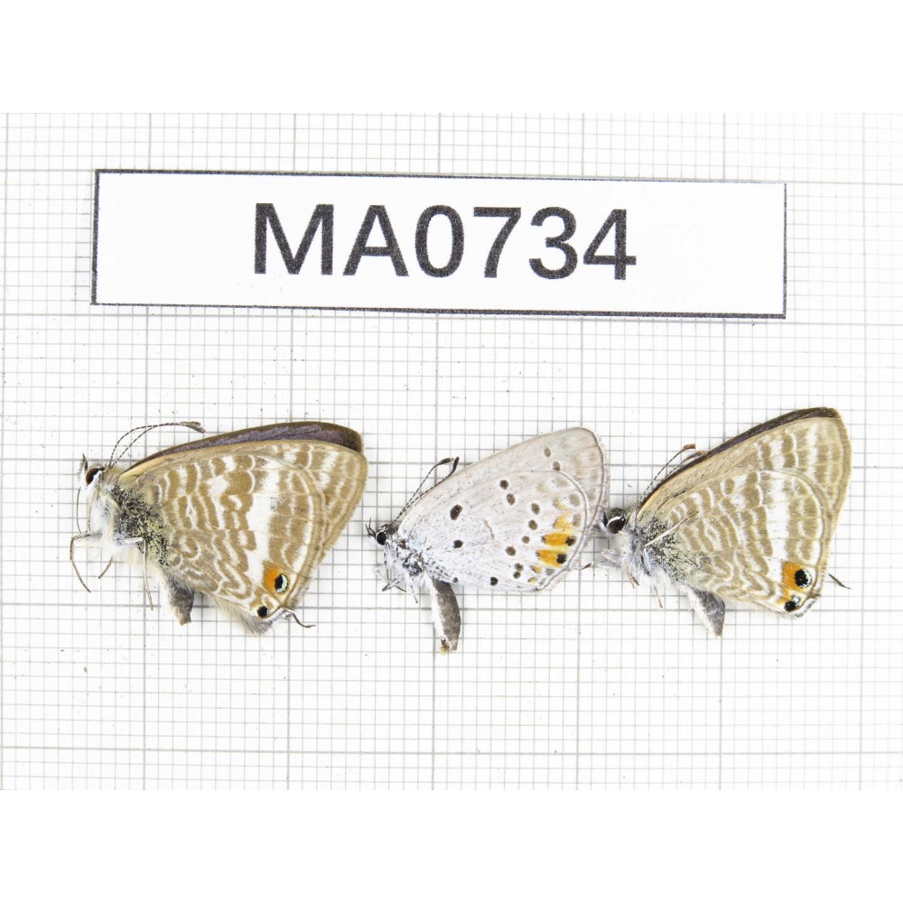 Lampides boeticus & Everes argiades. China, Yunnan, Lijiang, Yulong county. 3M. MA0734.