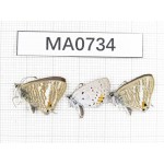 Lampides boeticus & Everes argiades. China, Yunnan, Lijiang, Yulong county. 3M. MA0734.