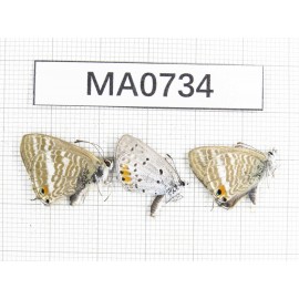Lampides boeticus & Everes argiades. China, Yunnan, Lijiang, Yulong county. 3M. MA0734.
